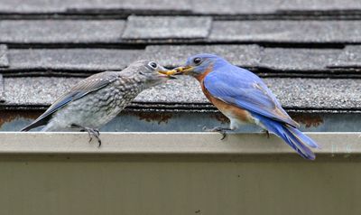 texas_birds_2025