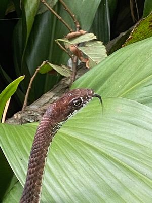 reptiles