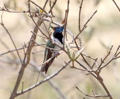 Horned Sungem - male_1288.jpg