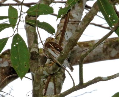 East Brazilian Pygmy Owl_2845.jpg