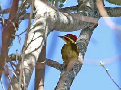 Golden-green Woodpecker - male_0394.jpg