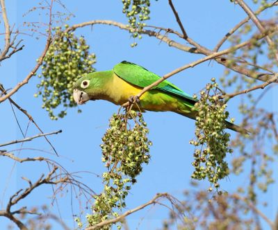 Caatinga Parakeet_9243.jpg