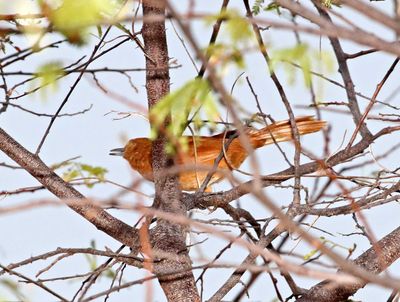 Caatinga Cacholote_9103.jpg