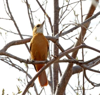 Great Xenops_9983.jpg