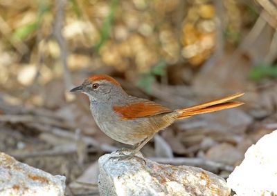 Sooty-fronted Spinetail_2531.jpg