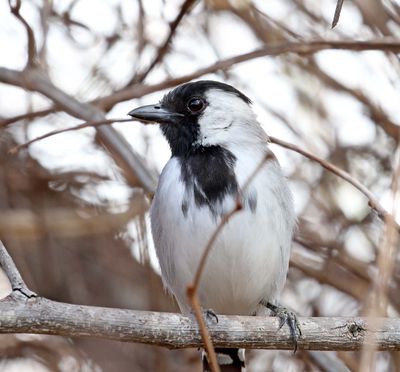 Silvery-cheeked Antshrike - male_9885.jpg