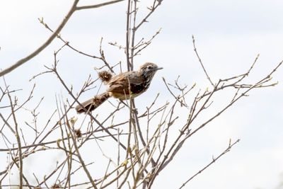Rusty-backed Antwren - female_1565.jpg