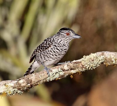 Barred Antshrike - male_2549.jpg