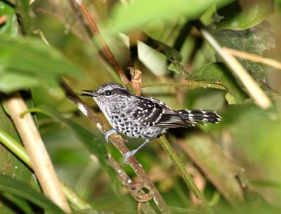Scaled Antbird - male_2831.jpg