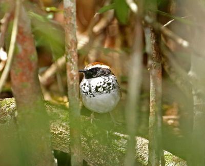 White-bibbed Antbird - male_3259.jpg