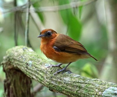 Ceara Gnateater_8266.jpg