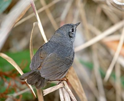 Diamantina Tapaculo_1533.jpg