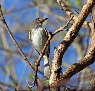 Grey-eyed Greenlet_0587.jpg