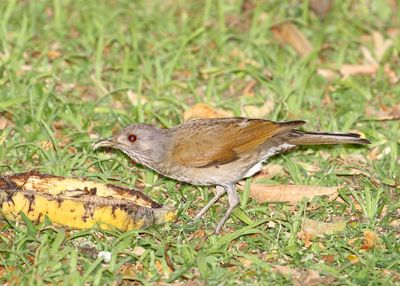 Pale-breasted Thrush_7718.jpg