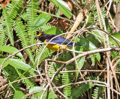 Orange-bellied Euphonia  - male_2692.jpg