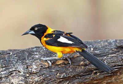 Campo Troupial_9370.jpg