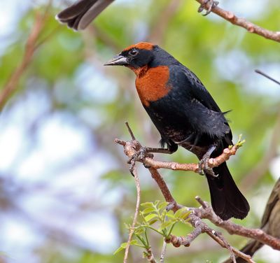 Chestnut-capped Blackbird - male_9472.jpg