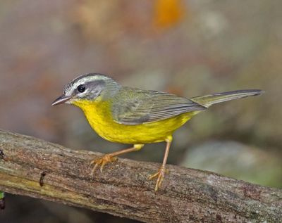 Golden-crowned Warbler_8502.jpg