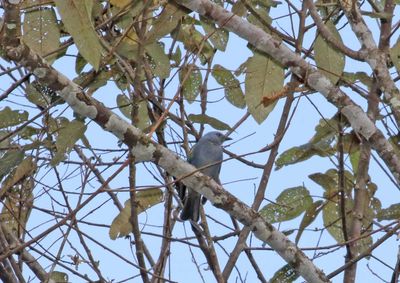 Golden-chevroned Tanager_2897.jpg