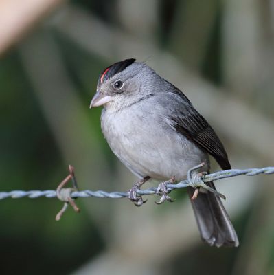 Grey Pileated Finch_2473.jpg