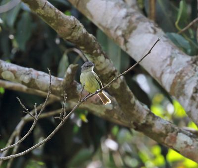Guianan Tyrannulet _7691.jpg