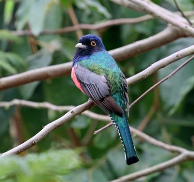 Blue-crowned Trogon - male_8731.jpg