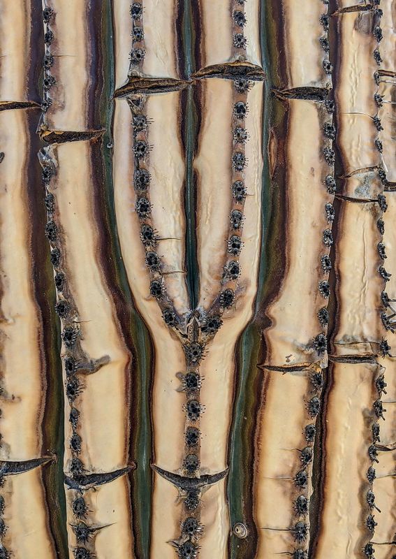 Ribs of dead saguaro cactus after wildfire