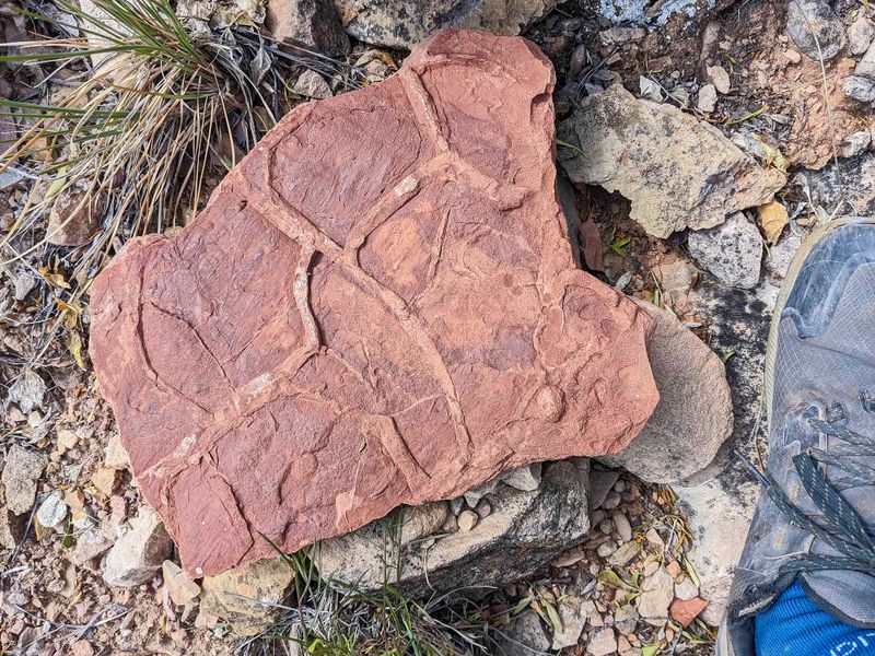 Fossilized cast  Supai Group  GCNP