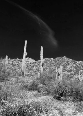 PXL_20230327_202301544_proc_bw_c.jpg
