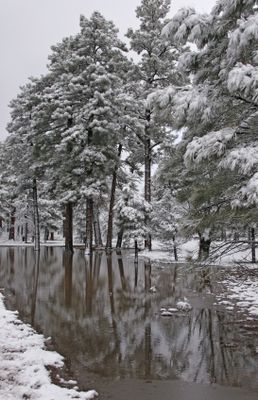 Kaibab National Forest Northern AZ