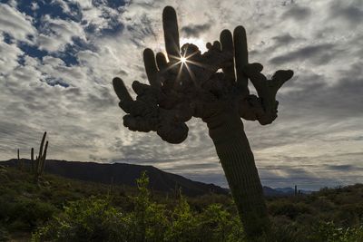 Crested Saguaro  southern AZ