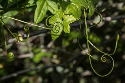 Swirls