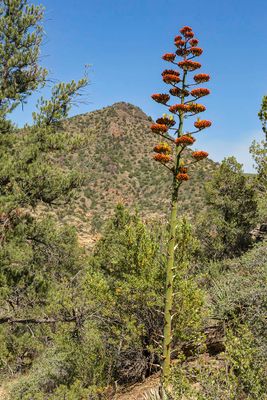 Blooming red agave