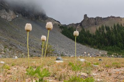 Western Pasqueflower - Mt. Theilsen basin Oregon