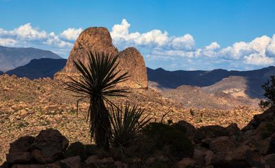 Yucca and Weaver's Needle  Superstition Wilderness AZ