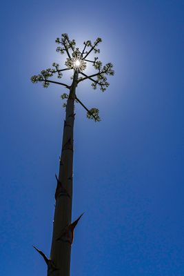 Agave