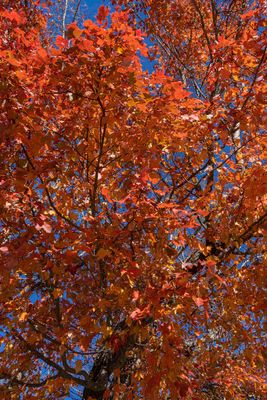 Autumn leaves  