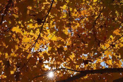 Autumn leaves Chapel Hill NC