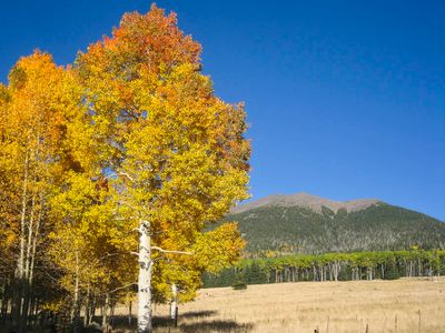 Aspen in October San Francisco Peaks AZ