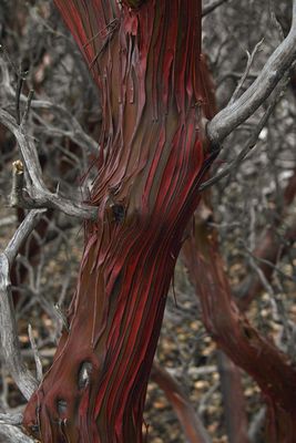 Manzanita bark