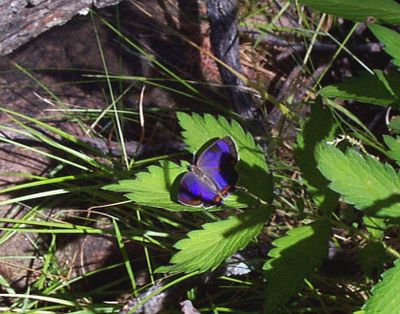 ancha_butterfly.jpg