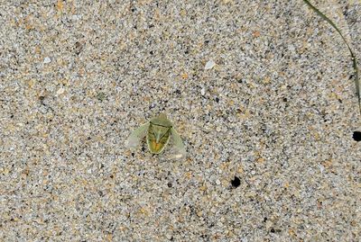 IMG_20190605_133849_proc_c.jpg