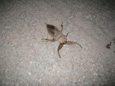IMG_7239.JPG