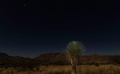 Yucca