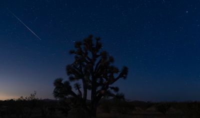 Pre-dawn Persied meteor and Joshua Tree