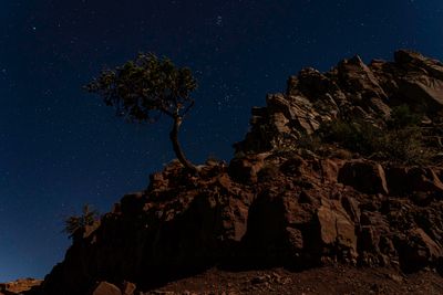 Sentinel tree along South Kaibab Trail