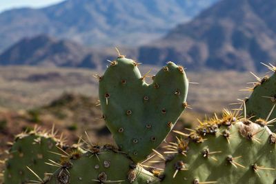 Favorites - (Mostly) Nature's Hearts
