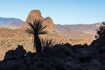 Yucca and Weaver