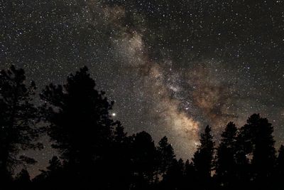 Forest sky