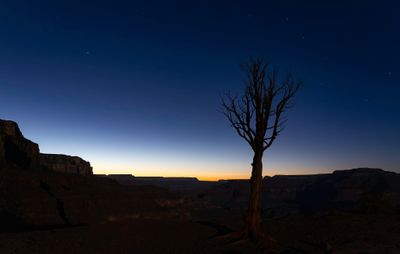 Barren Tree
